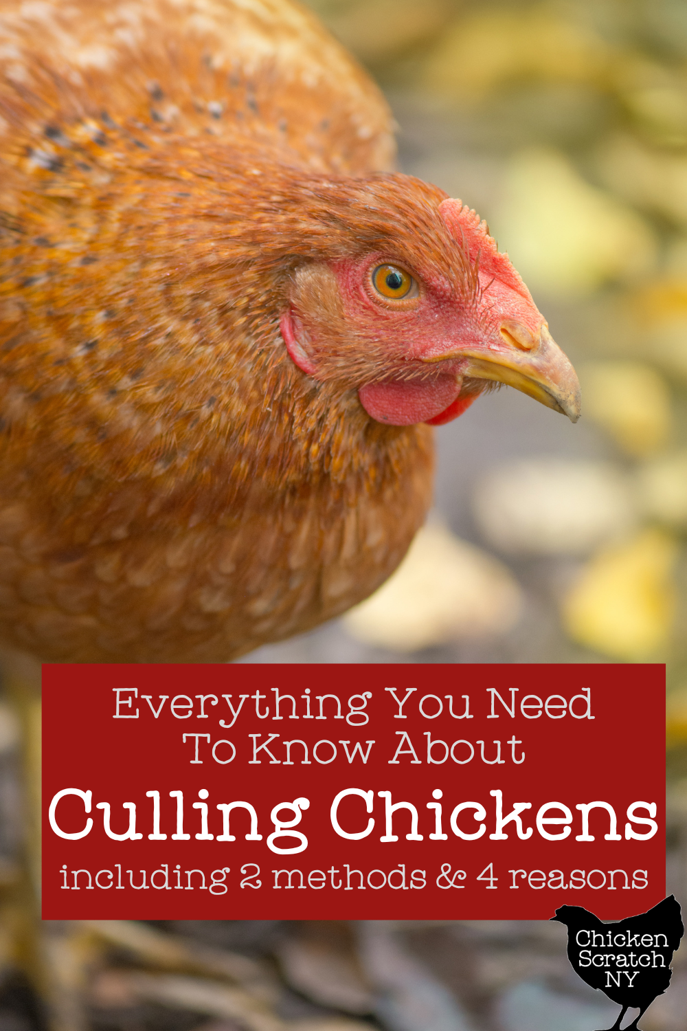 Cull Chickens