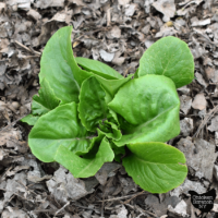 lettuce with leaf mold mulch