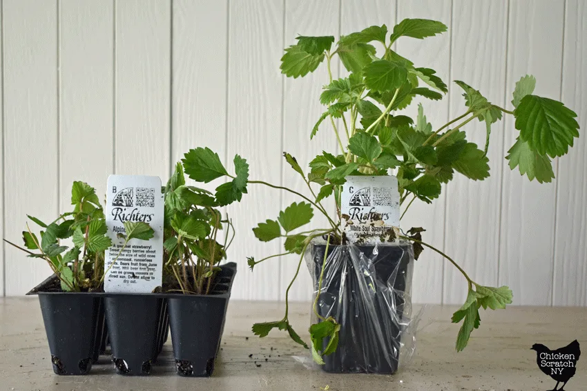 plug pack of alpine strawberries next to a small pot of alpine strawberries