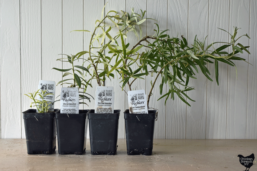 Citrus Blaze, Citrus Gold, Huron Sunset and Lord Seabuckthorn plants from Richter's Herbs
