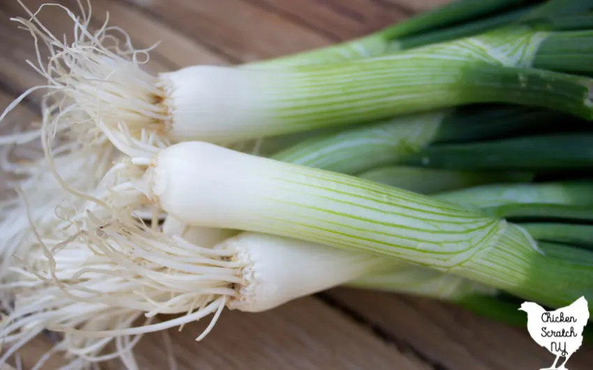 bunch of green onions with white ends on a wooden table