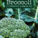 head of blue-green broccoli in the garden with text overlay how to grow broccoli