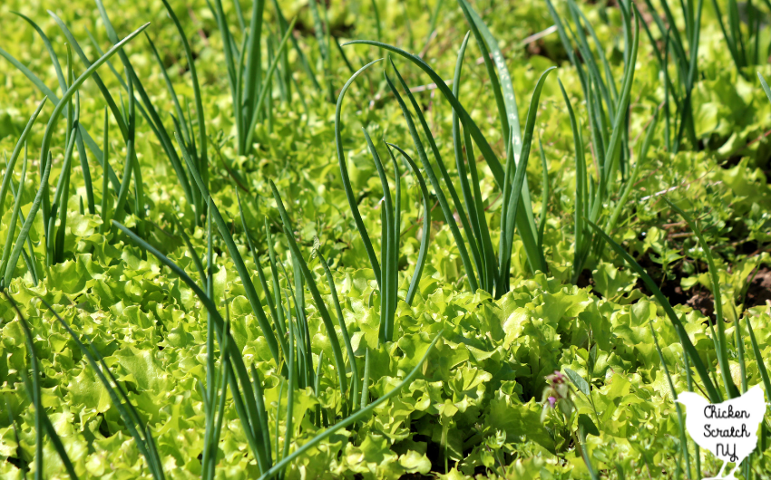 bed of green leaf lettuce interplanted with green onions