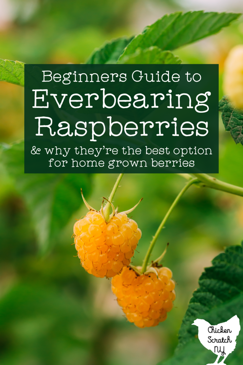 Why You Need to Grow Fall Bearing Raspberries