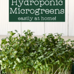 how to grow hydroponic microgreens at home
