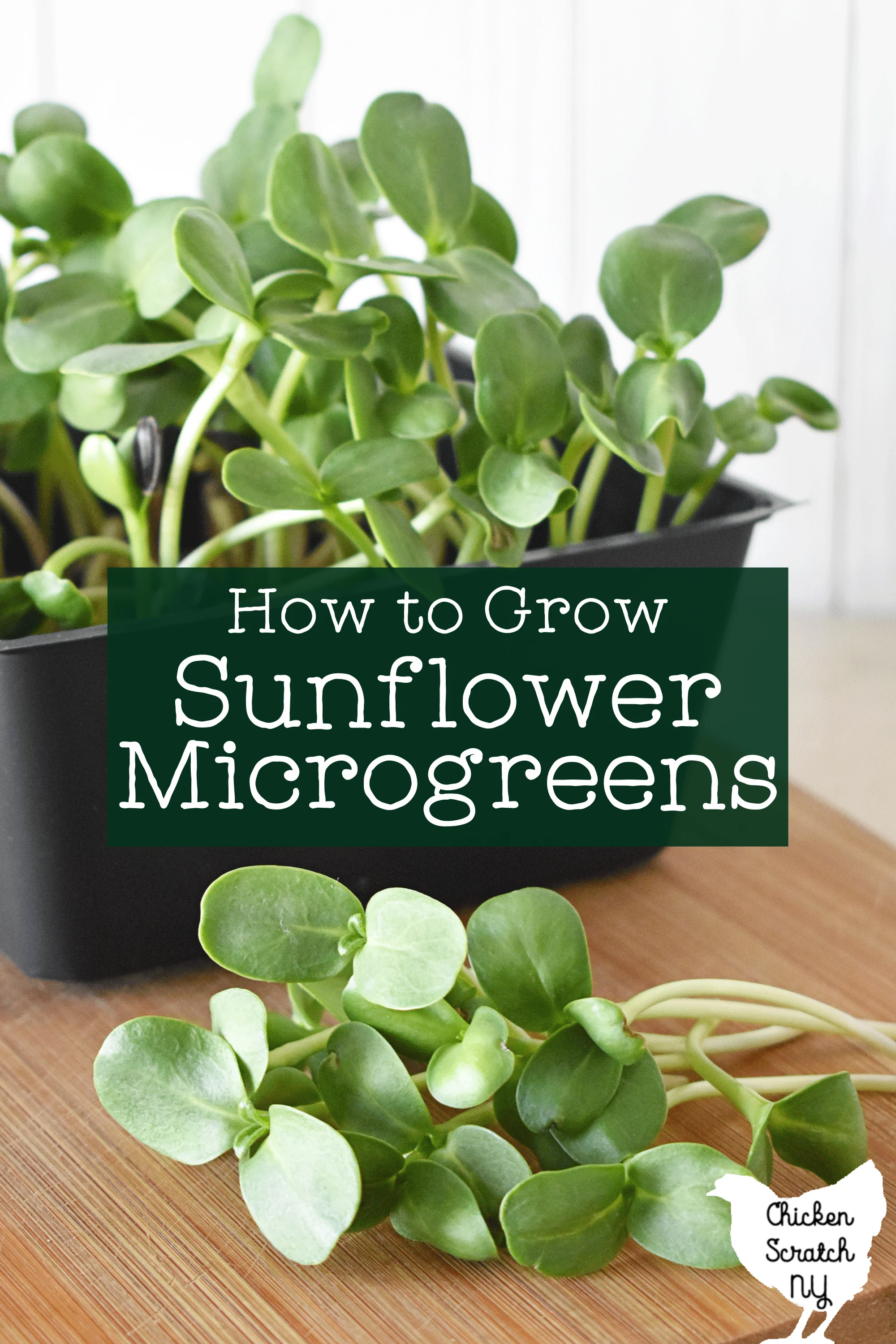 freshy cut sunflower microgreens on a cutting board with a black plastic 5x5 tray filled with sunflower shoots in the background with text overlay "how to grow sunflower microgreens"