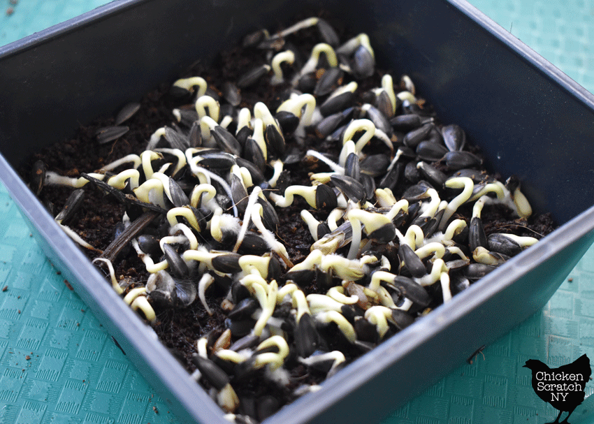 5x5 tray of sunflower seeds growing into sunflower microgreens after having black out tray removed