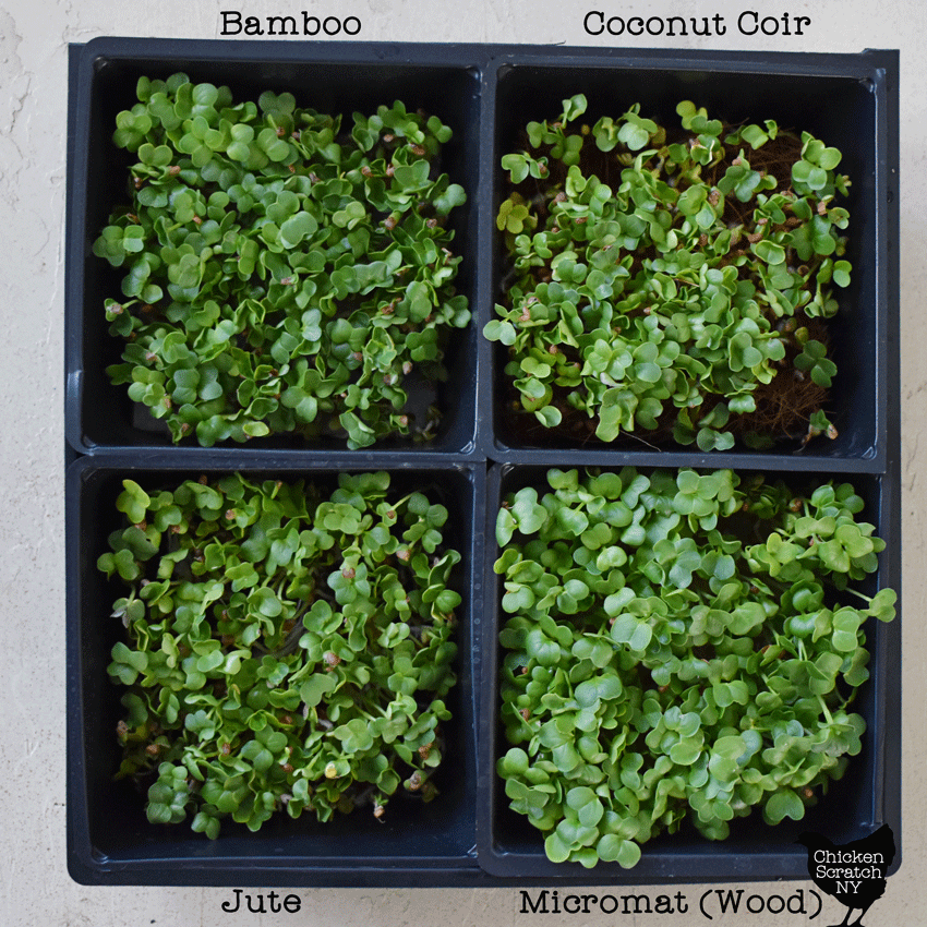 top view of radish microgreens grown on four different hydroponic growing mediums