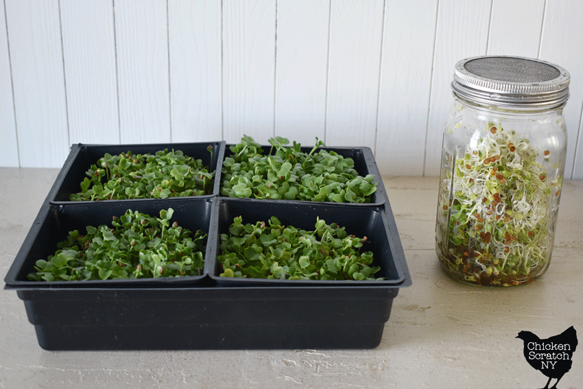 radish microgreens in grow trays next to a jar of radish sprouts