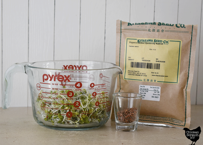radish microgreen seeds and sprouts
