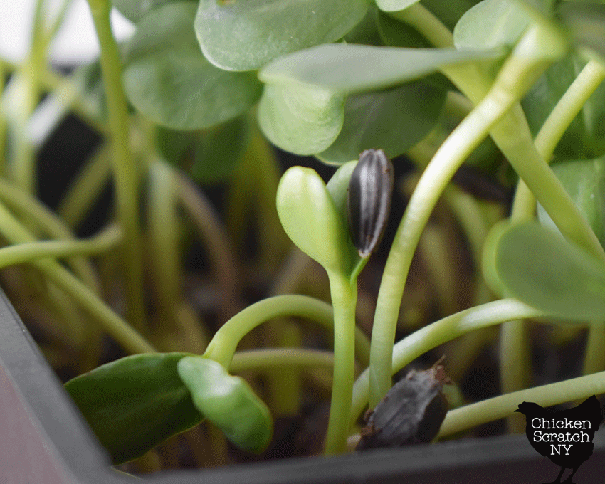 close up of sunflower microgreen with seed coat still on cotyledon leaves
