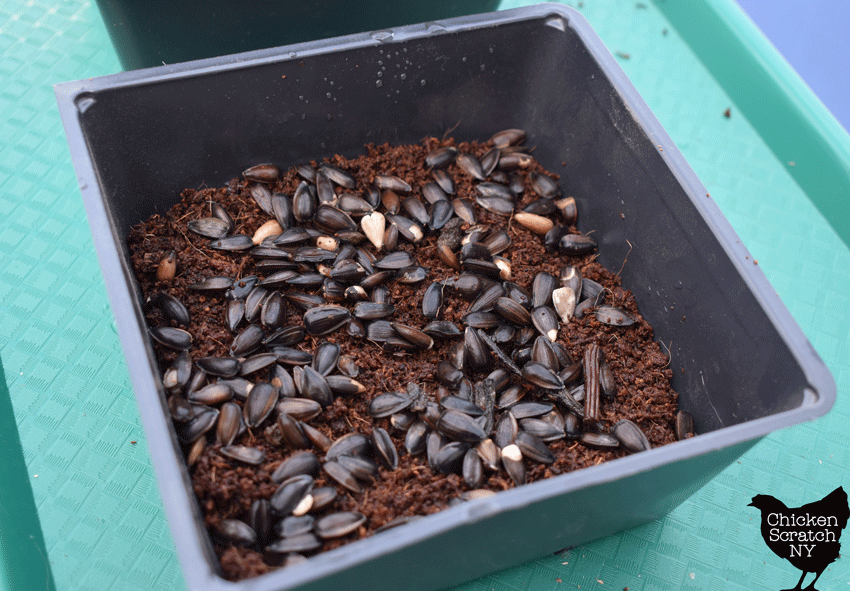 soaked sunflower seeds in a 5x5 plastic tray on coconut coir growing media