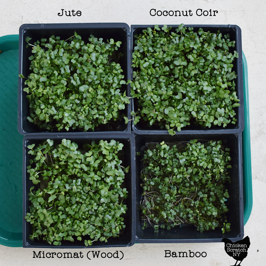 top view of hydroponically grown spicy salad mix microgreens