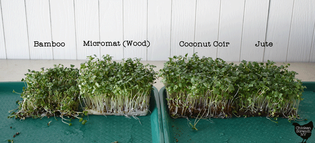 side view of hydroponically grown spicy salad mix microgreens showing the differences between Micromats, jute mats, coconut coir mats and bamboo grow mats