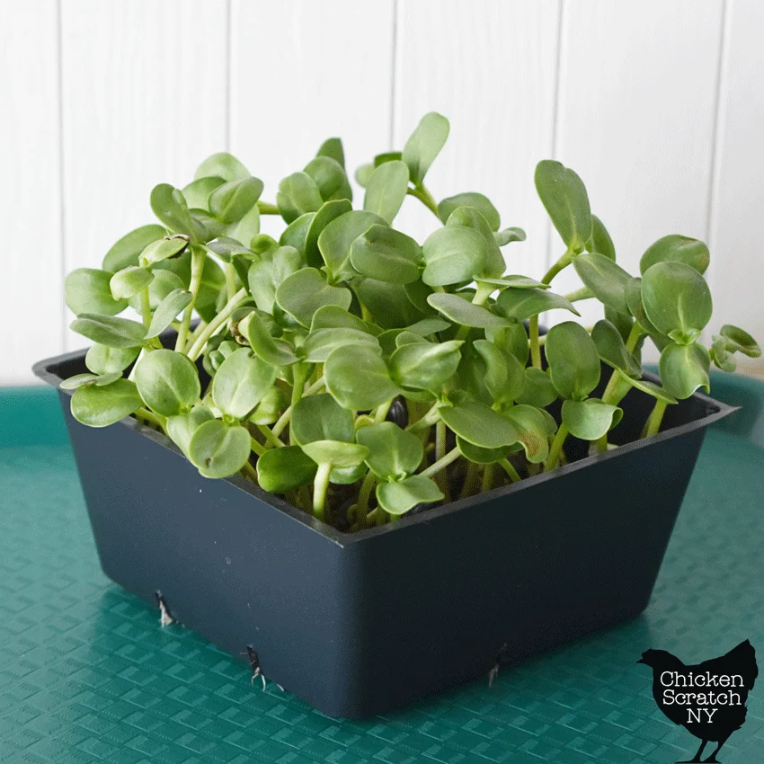 small tray of homegrown sunflower microgreens