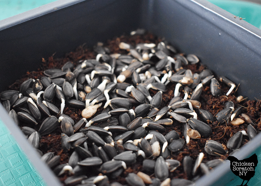 soaked sunflower seeds showing first signs of germination