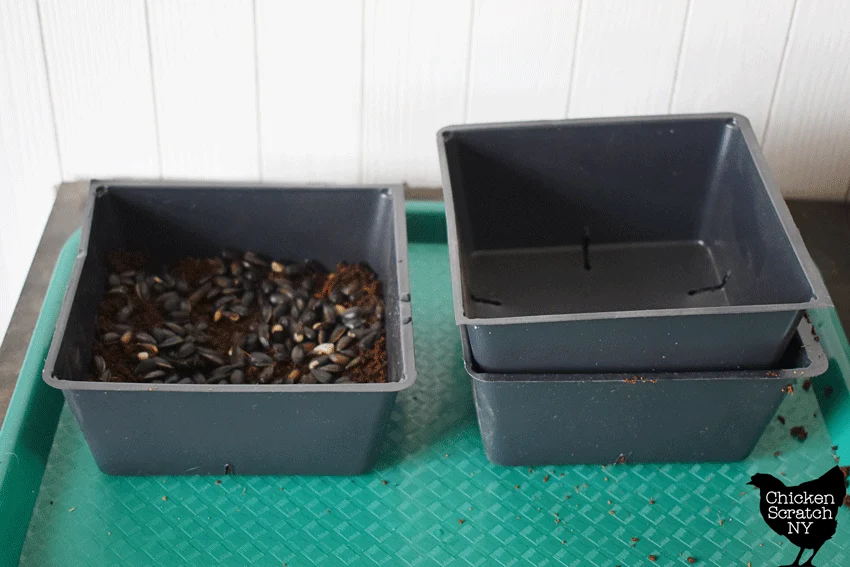 sunflower microgreen tray with an empty tray on top to provide pressure and block out light