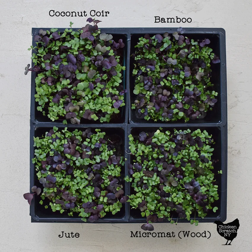 op view of hydroponically grown superfood mix microgreens
