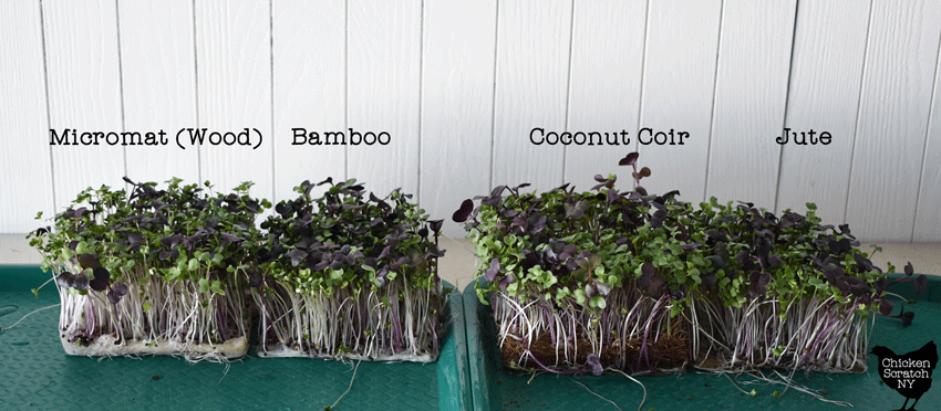side view of hydroponically grown superfood mix microgreens showing the differences between Micromats, jute mats, coconut coir mats and bamboo grow mats