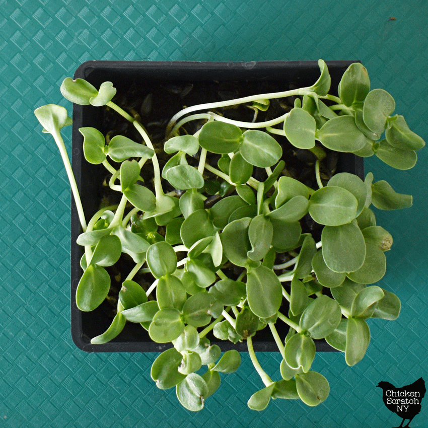 top view of sunflower shoots grown in 5x5 tray